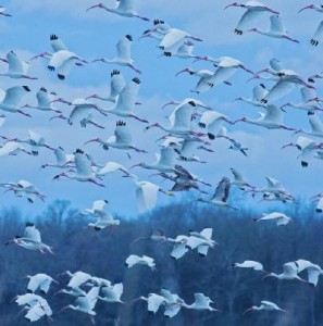 Self-Talk with the Flying Birds....